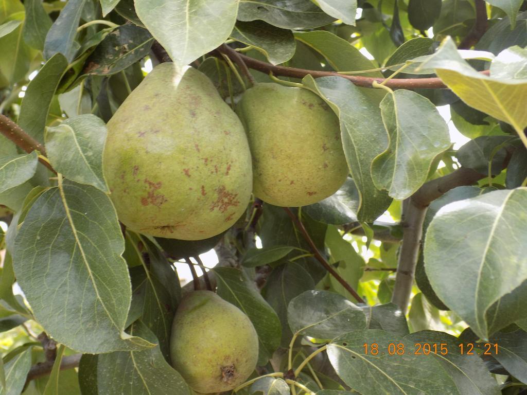 הוילה Caravela Casarao Dos Reis מראה חיצוני תמונה