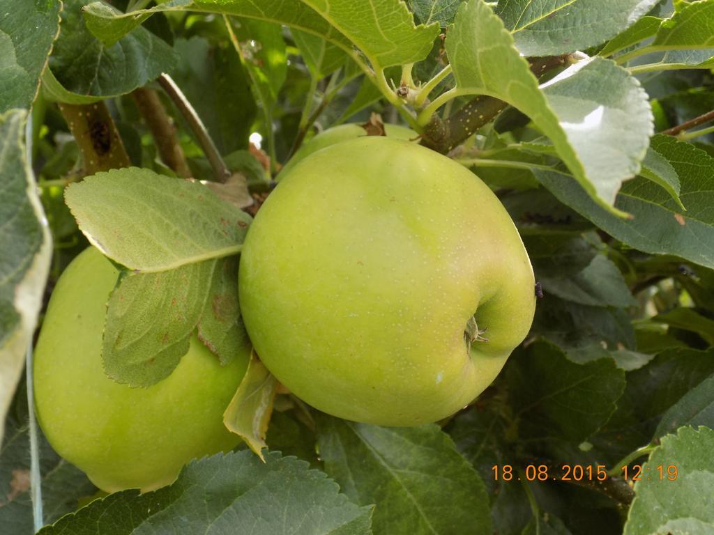 הוילה Caravela Casarao Dos Reis מראה חיצוני תמונה